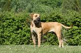 BOERBULL 081